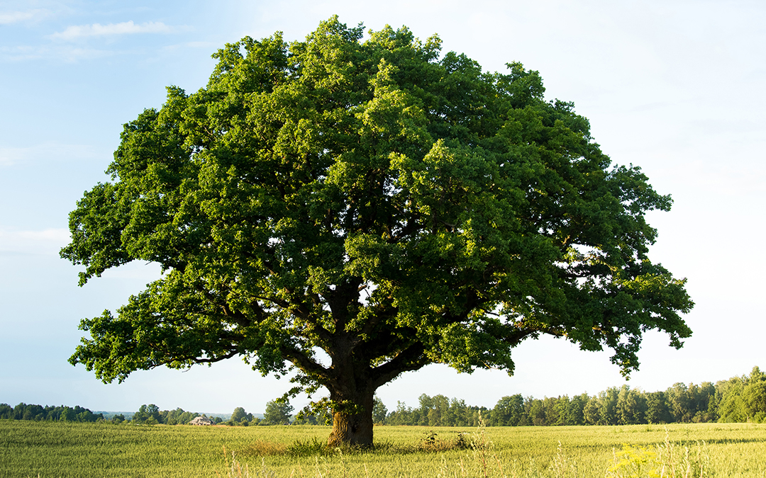 Saint Vincent Holdings goes green.